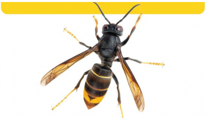 Informovanie o možnosti výskytu sršňa ázijského a o spôsobe nahlasovania pozorovaní