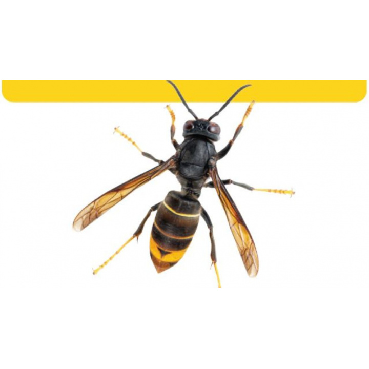 Informovanie o možnosti výskytu sršňa ázijského a o spôsobe nahlasovania pozorovaní